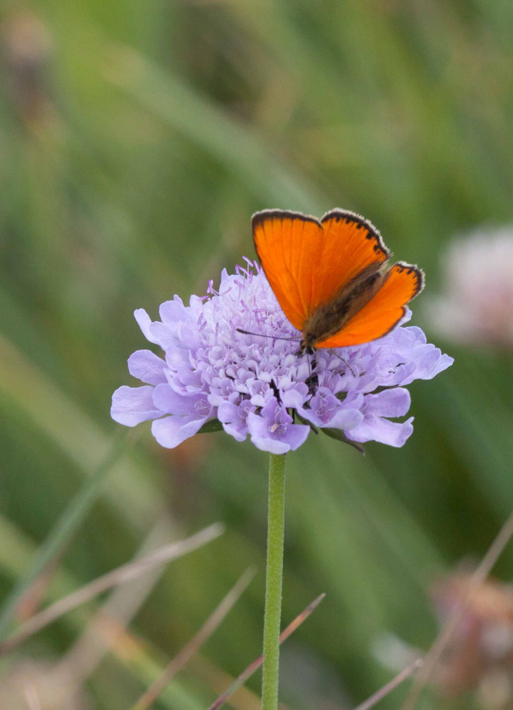 Miniature