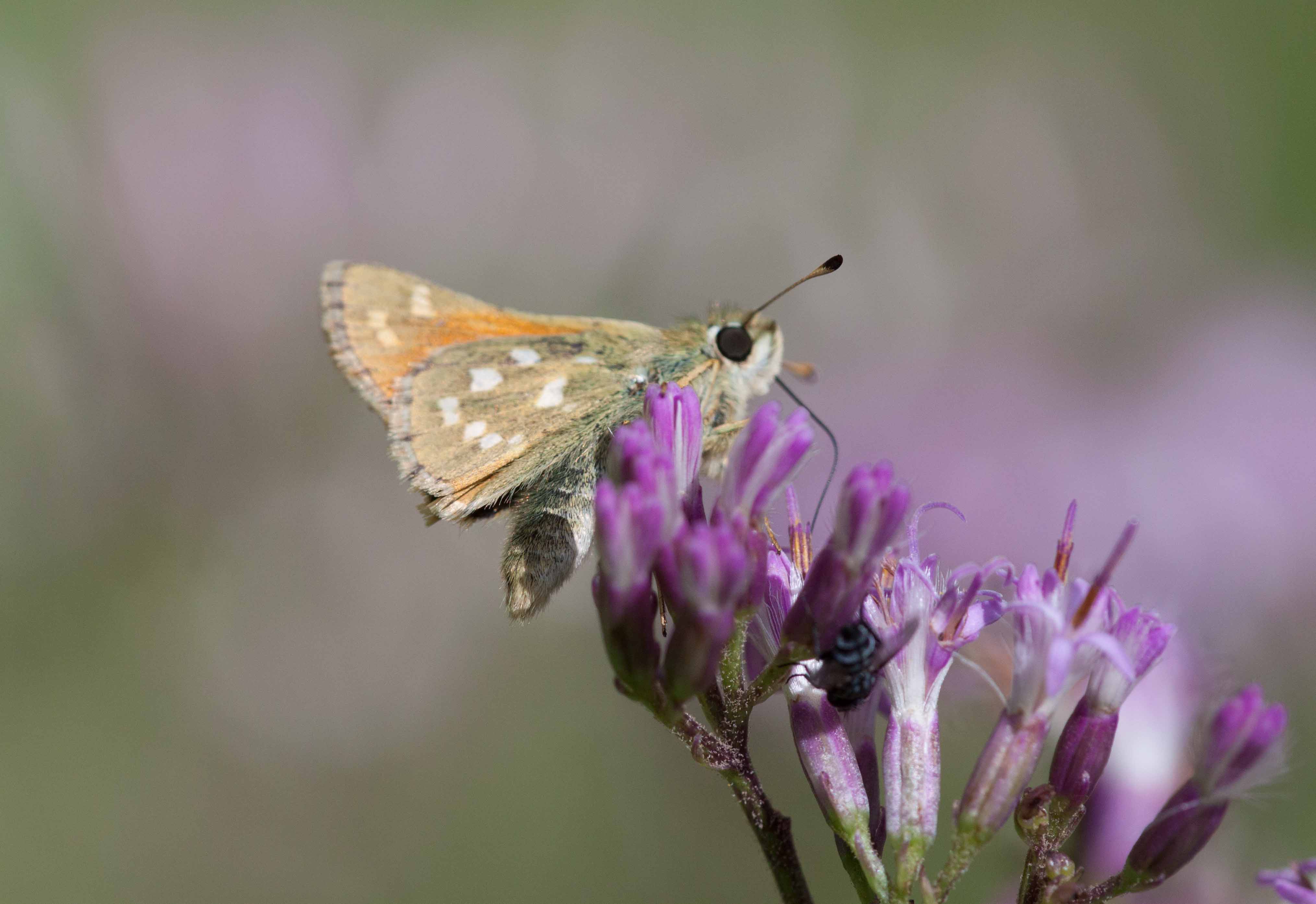 Miniature