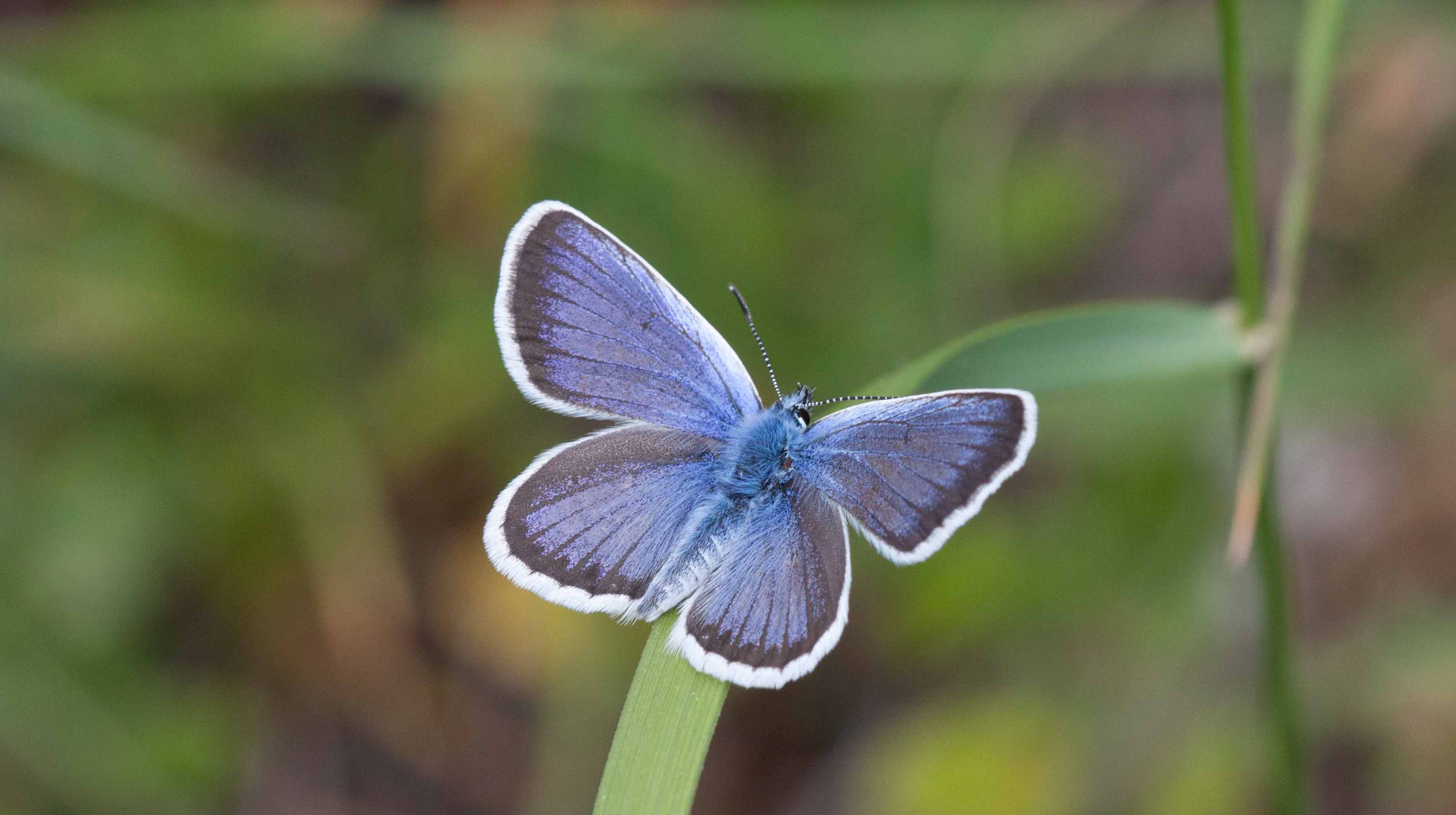 Miniature