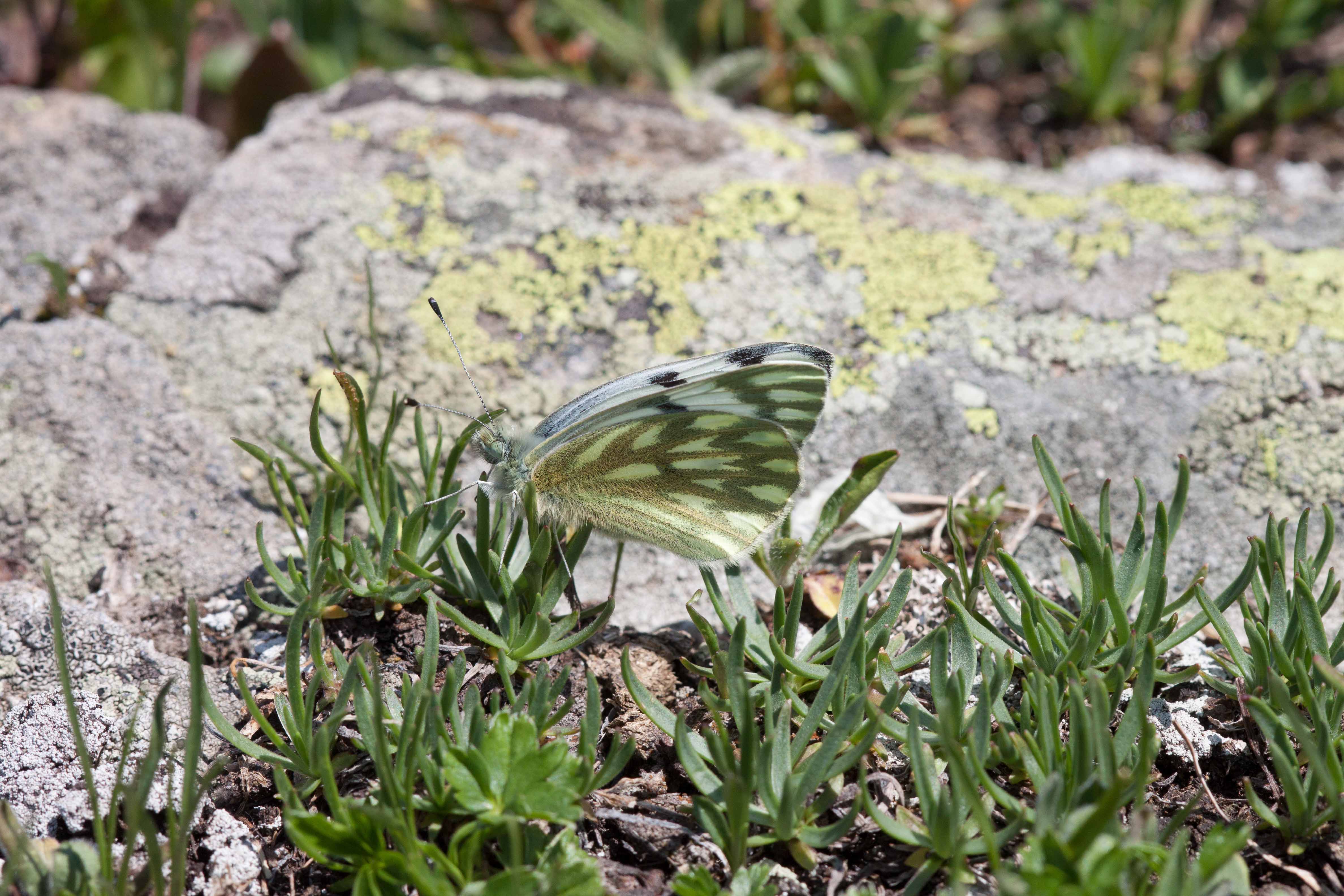 Miniature