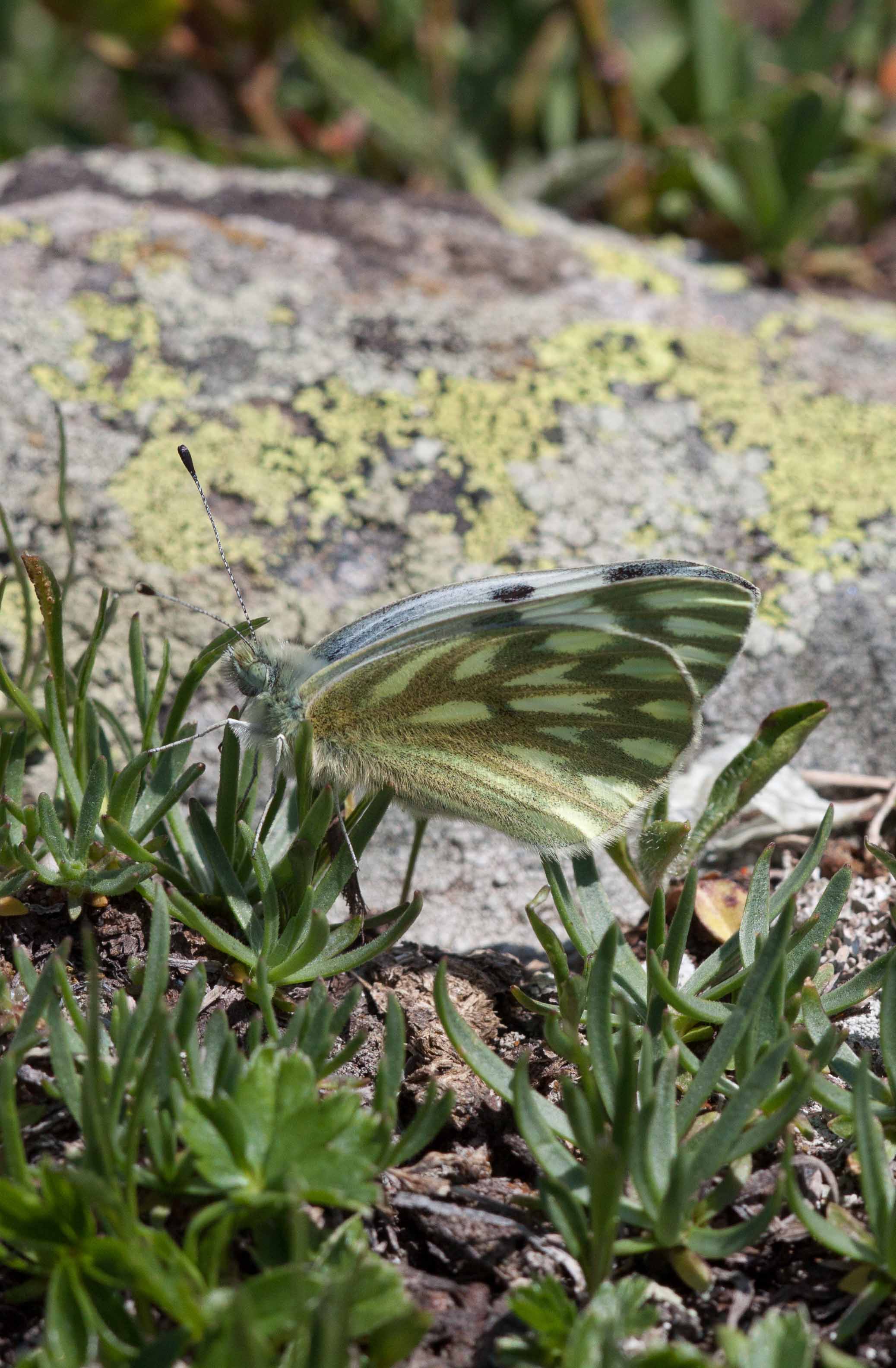 Miniature