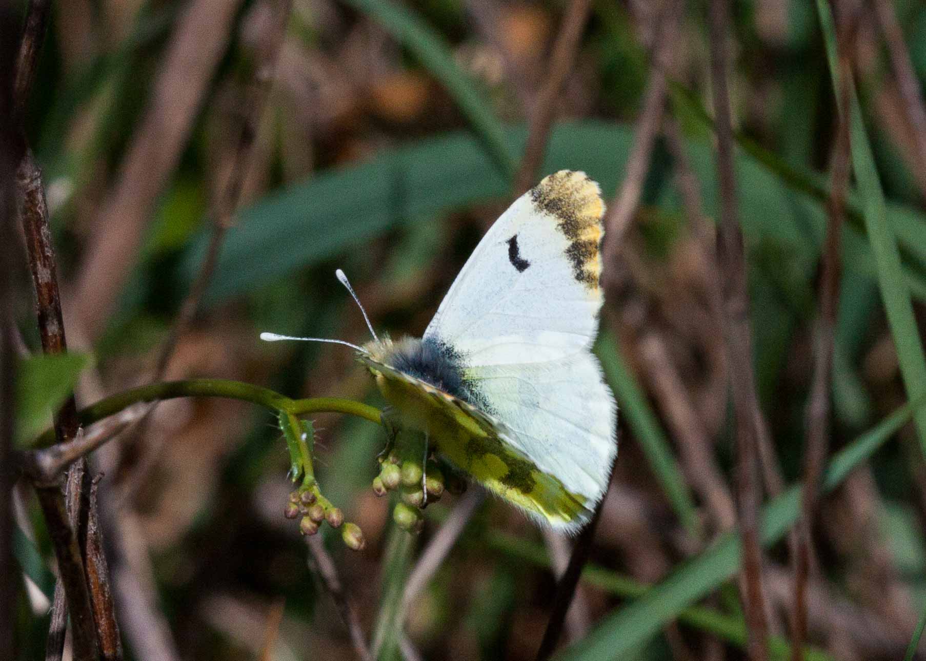 Miniature
