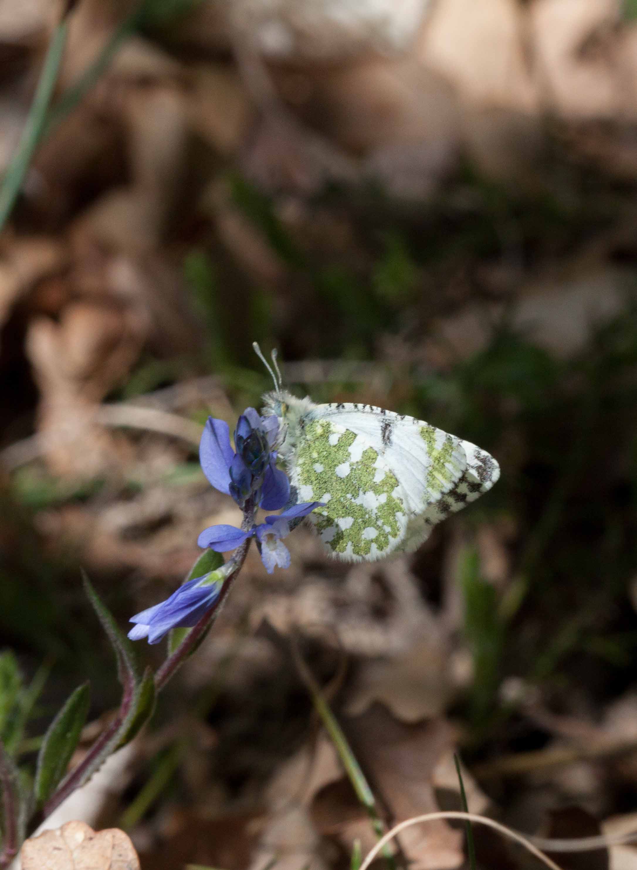Miniature